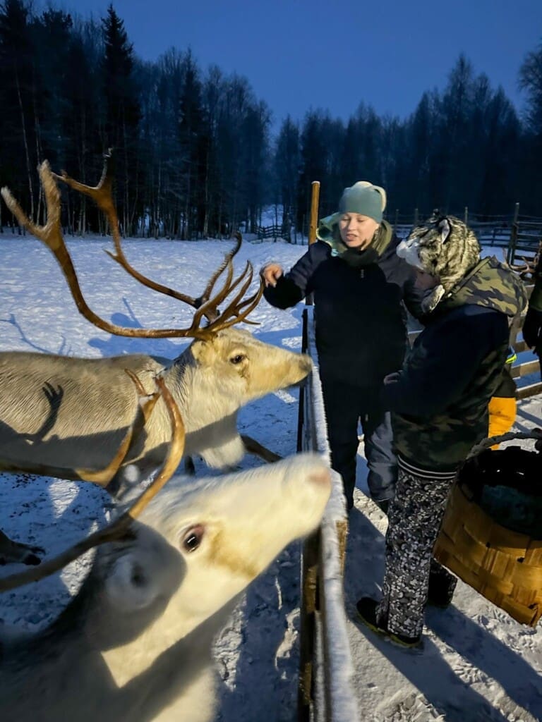Karmienie reniferów na farmie pod Rovaniemi