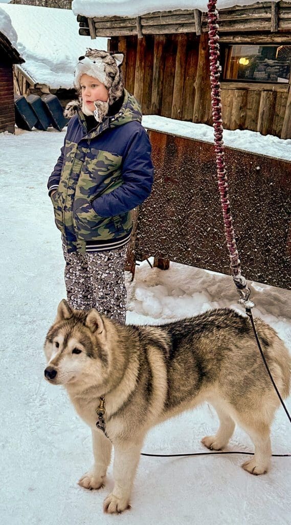 Pies husky na farmie przy wiosce Mikołaja