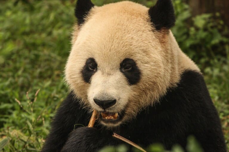 Chiny dzień XI – Chengdu II