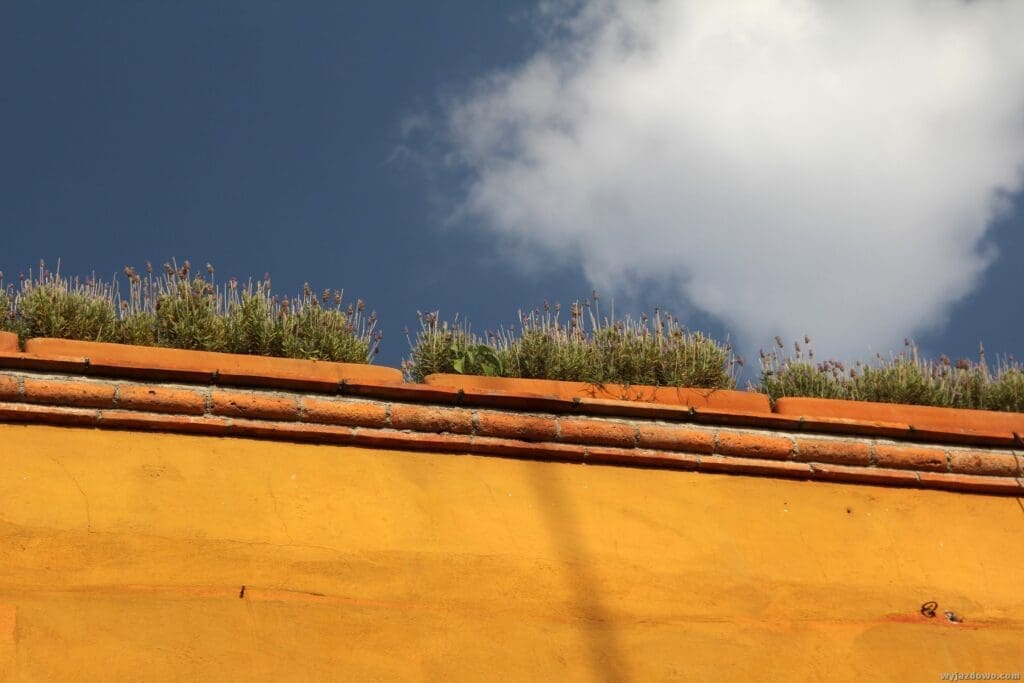 Meksyk - San Miguel de Allende 7 -