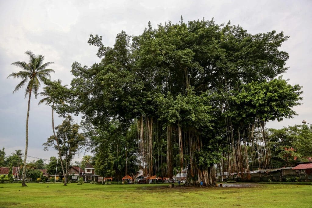 Indonezja -Dzień II Okolice Yogyakarty, Prambanan 72 -