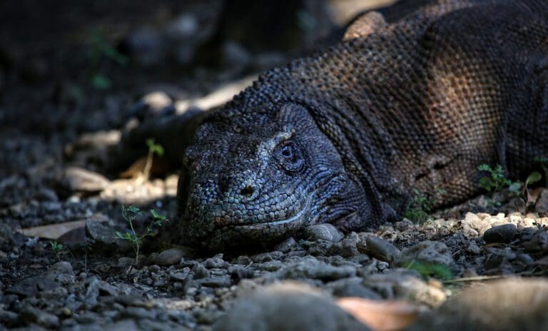 Indonezja - Dzień XIV Na łodzi, Komodo 16 Indonezja – Dzień XIV Na łodzi, Komodo