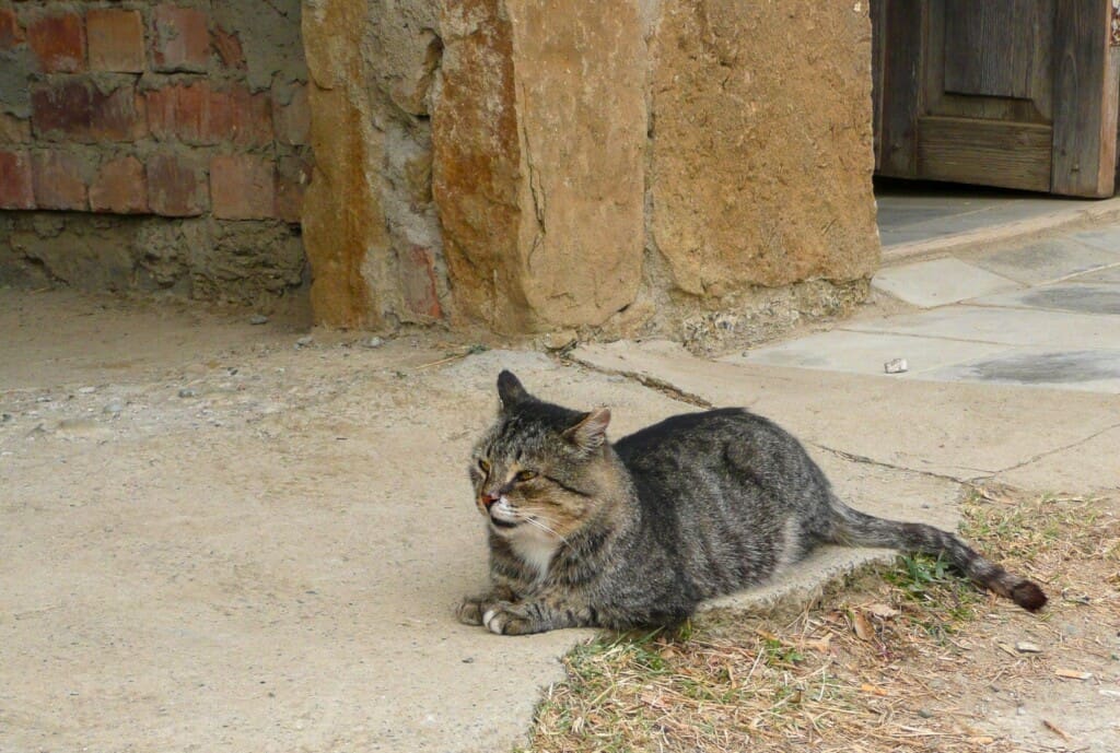 Gruzja – Dawit Gareji