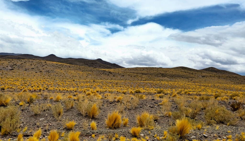 Yerbas Buenas – petroglify na pustyni Atacama