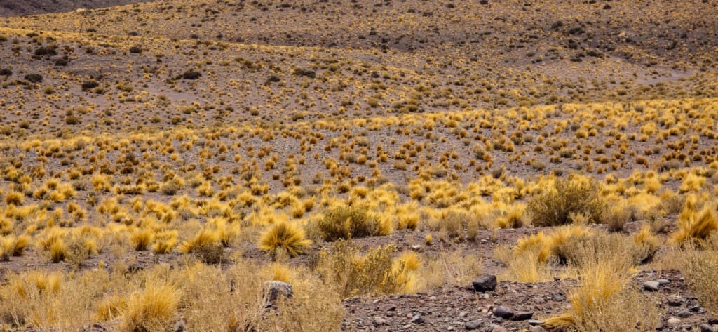 Yerbas Buenas – petroglify na pustyni Atacama
