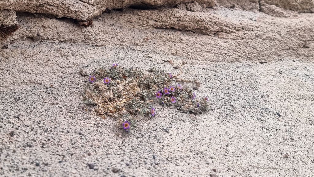 Yerbas Buenas – petroglify na pustyni Atacama