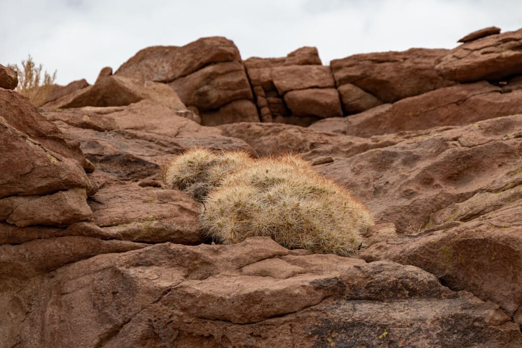 Yerbas Buenas – petroglify na pustyni Atacama