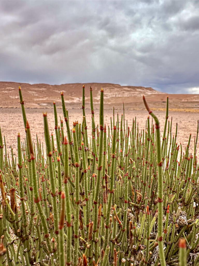 Yerbas Buenas – petroglify na pustyni Atacama