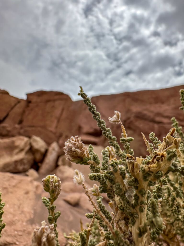 Yerbas Buenas – petroglify na pustyni Atacama
