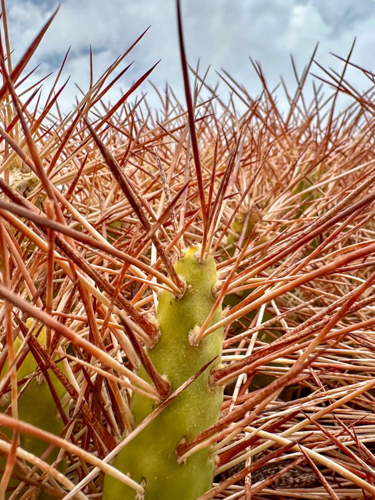Yerbas Buenas – petroglify na pustyni Atacama