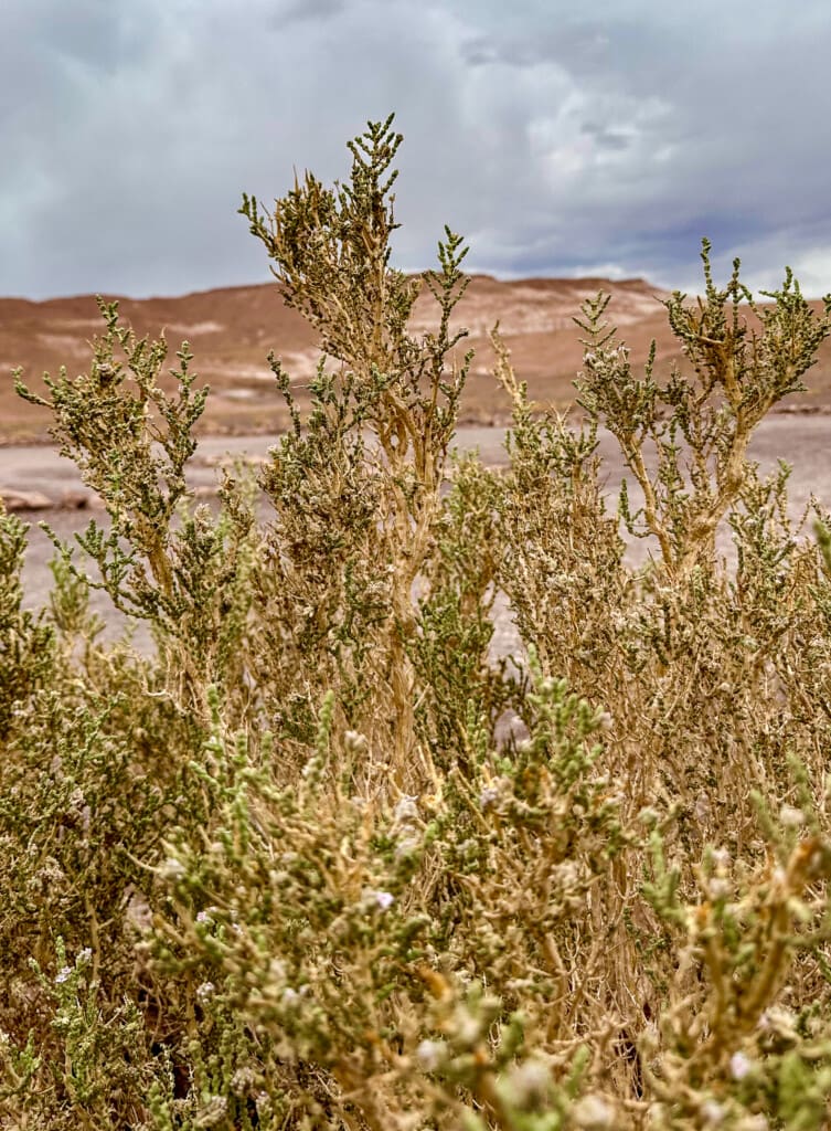 Yerbas Buenas – petroglify na pustyni Atacama