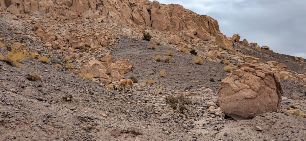 Yerbas Buenas – petroglify na pustyni Atacama
