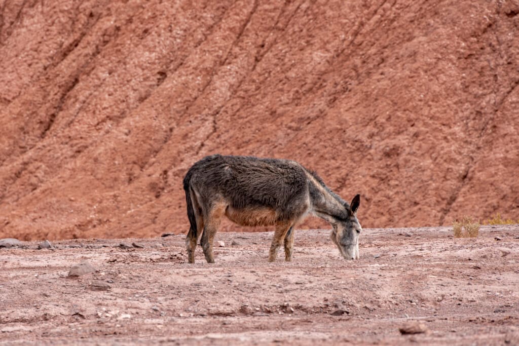 Valle del Arcoiris – Kolorowa Dolina w Atacamie