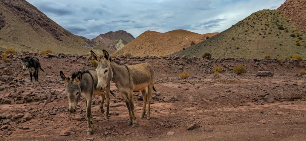Valle del Arcoiris – Kolorowa Dolina w Atacamie