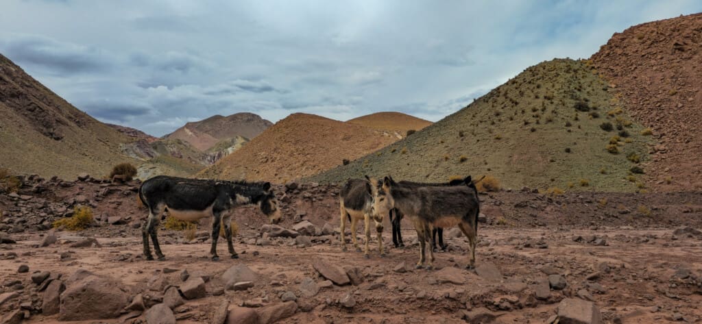 Valle del Arcoiris – Kolorowa Dolina w Atacamie