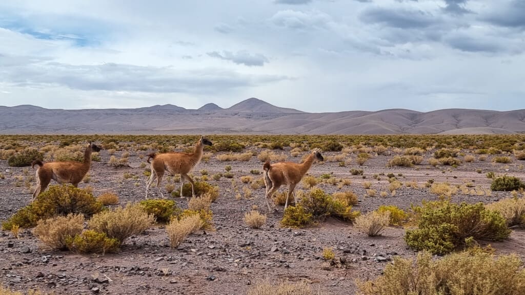 Valle del Arcoiris – Kolorowa Dolina w Atacamie