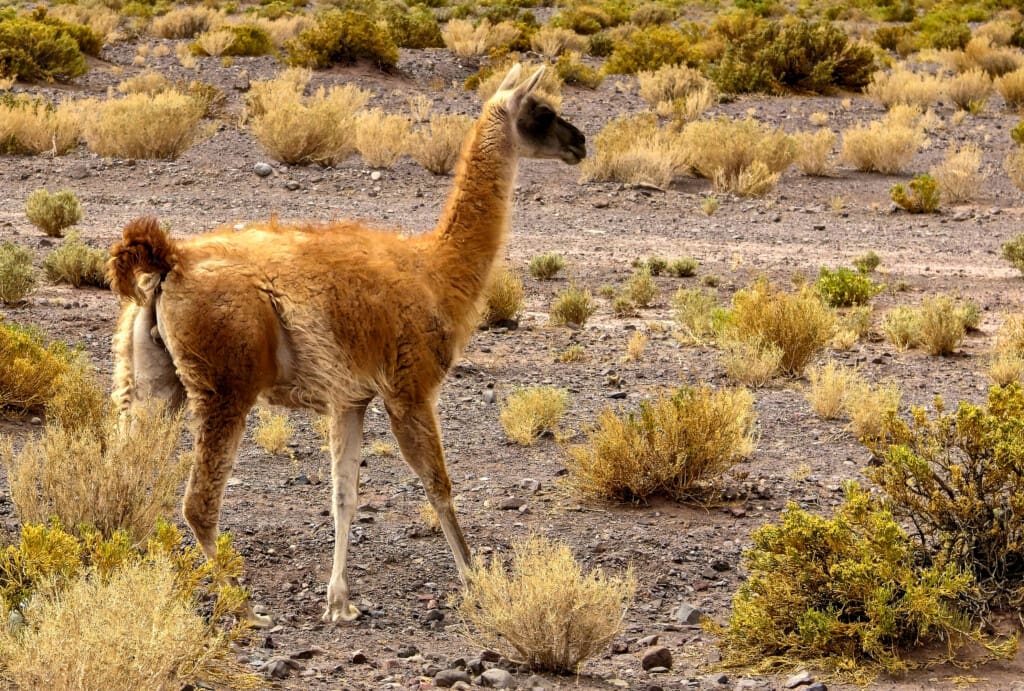 Valle del Arcoiris – Kolorowa Dolina w Atacamie