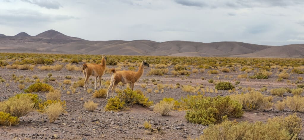 Valle del Arcoiris – Kolorowa Dolina w Atacamie