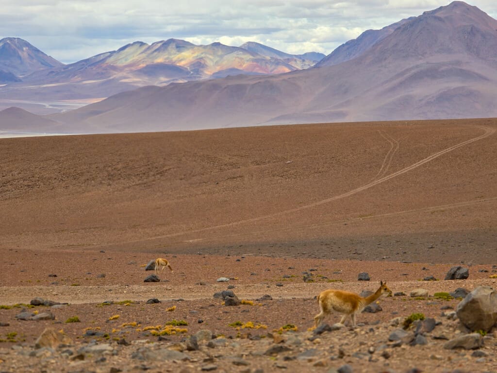 - Salar de Tara