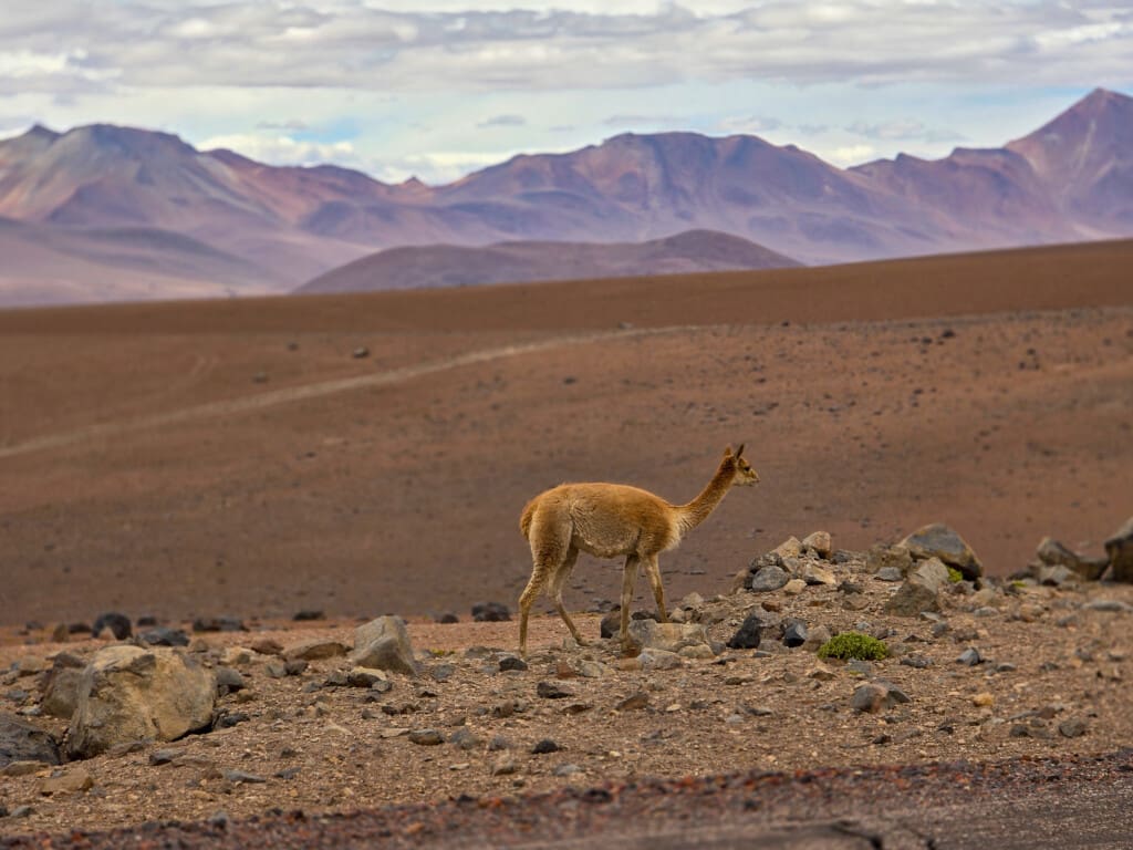 - Salar de Tara