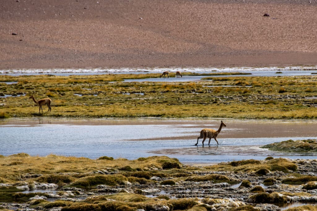 - Salar de Tara