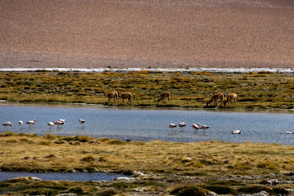- Salar de Tara