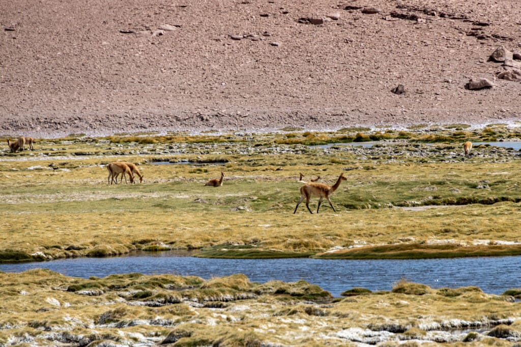 - Salar de Tara