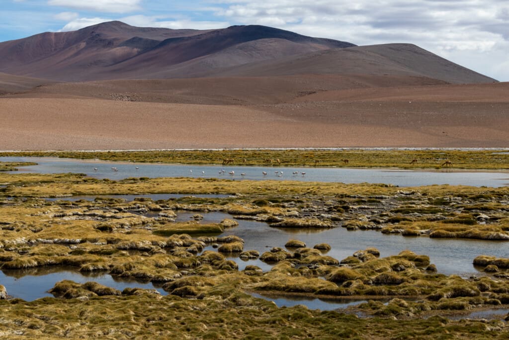 - Salar de Tara
