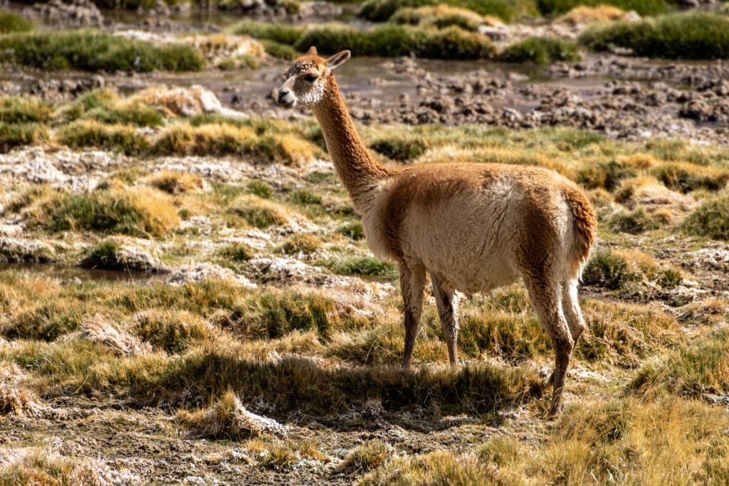 - Salar de Tara