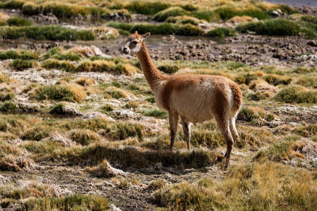 - Salar de Tara