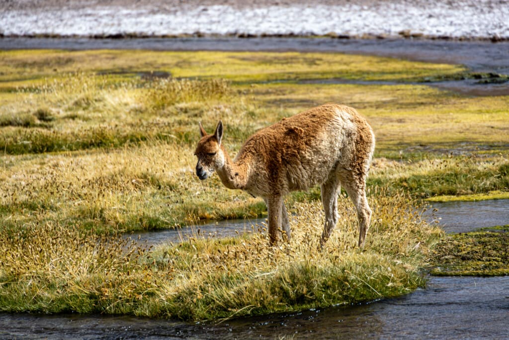 - Salar de Tara