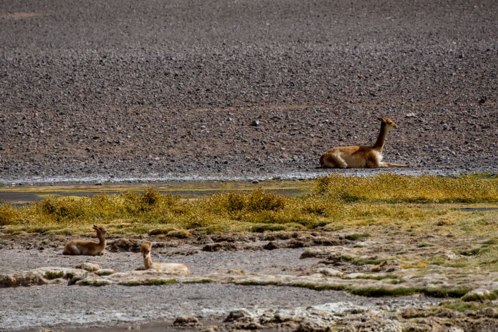 - Salar de Tara