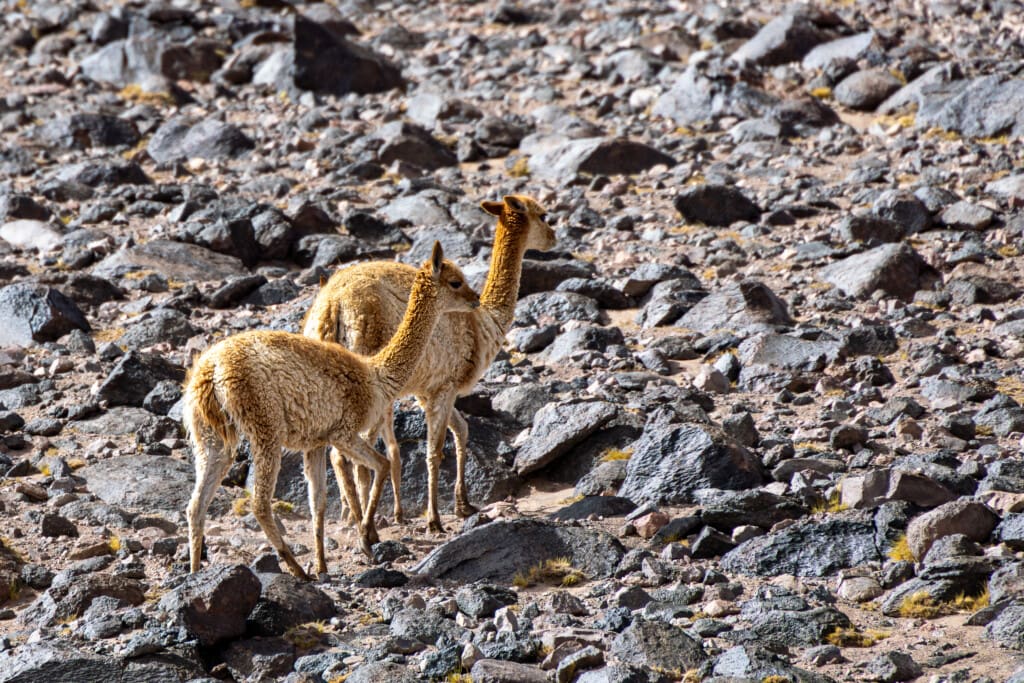 - Salar de Tara