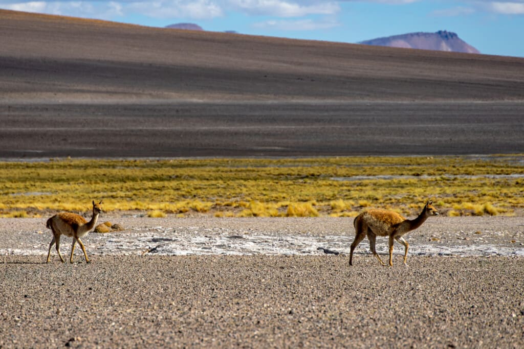 - Salar de Tara