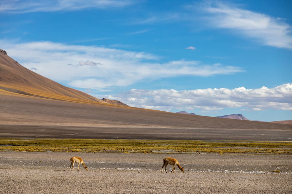 - Salar de Tara