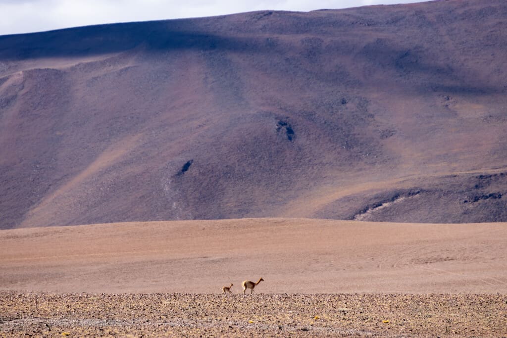 - Salar de Tara