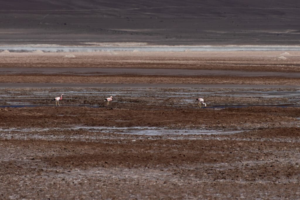 - Salar de Tara