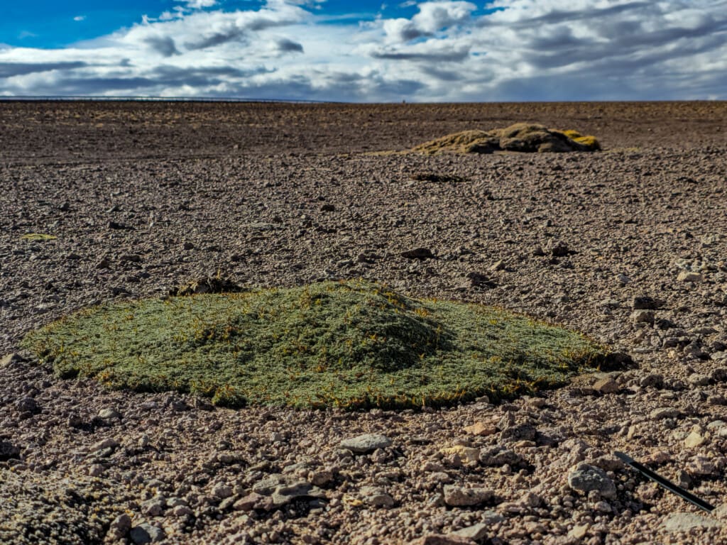 - Salar de Tara