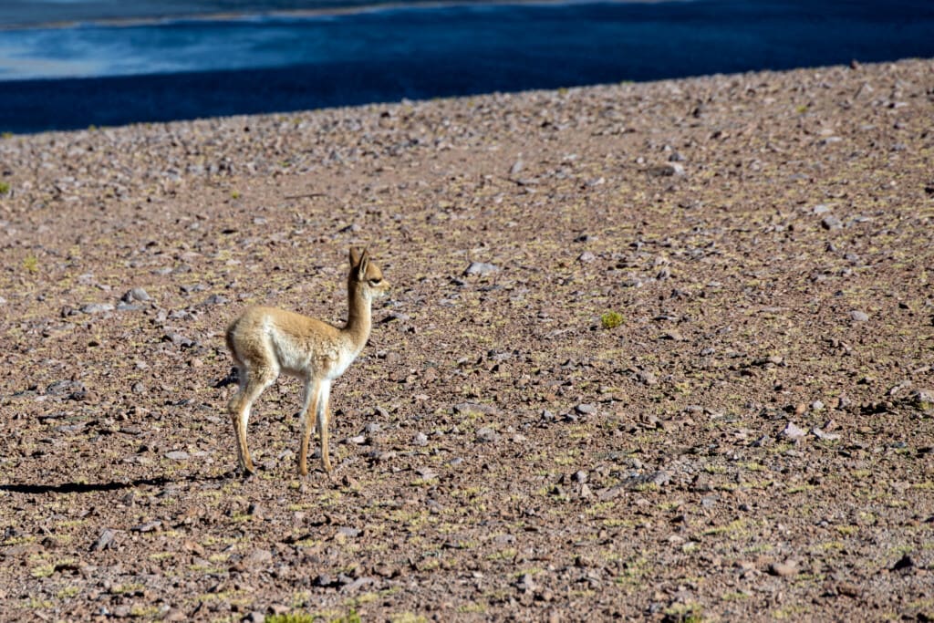 - Salar de Tara