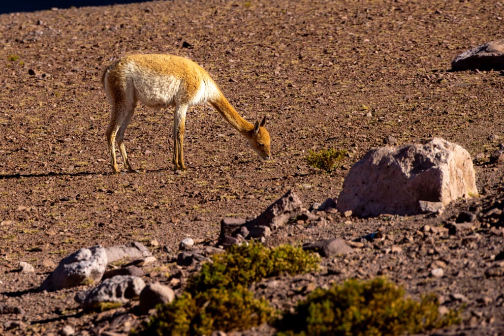 - Salar de Tara