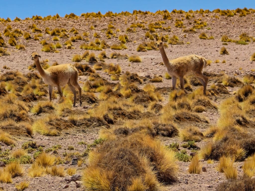 Lagunas Miscanti i Miñiques – surowe piękno Chile