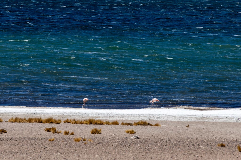 Lagunas Miscanti i Miñiques – surowe piękno Chile