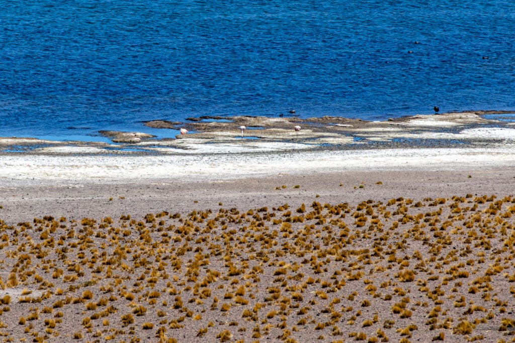 Lagunas Miscanti i Miñiques – surowe piękno Chile