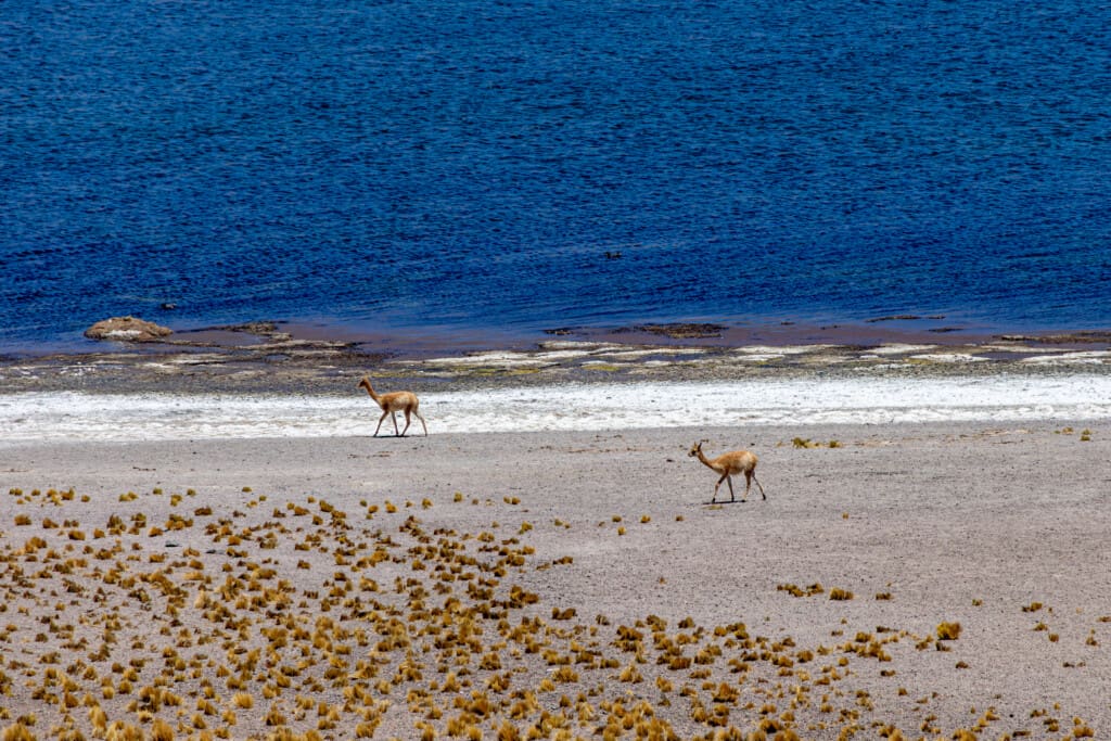 Lagunas Miscanti i Miñiques – surowe piękno Chile
