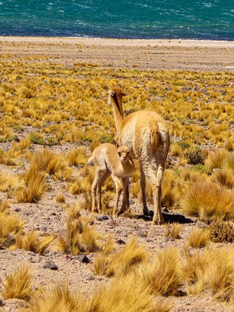 Lagunas Miscanti i Miñiques – surowe piękno Chile