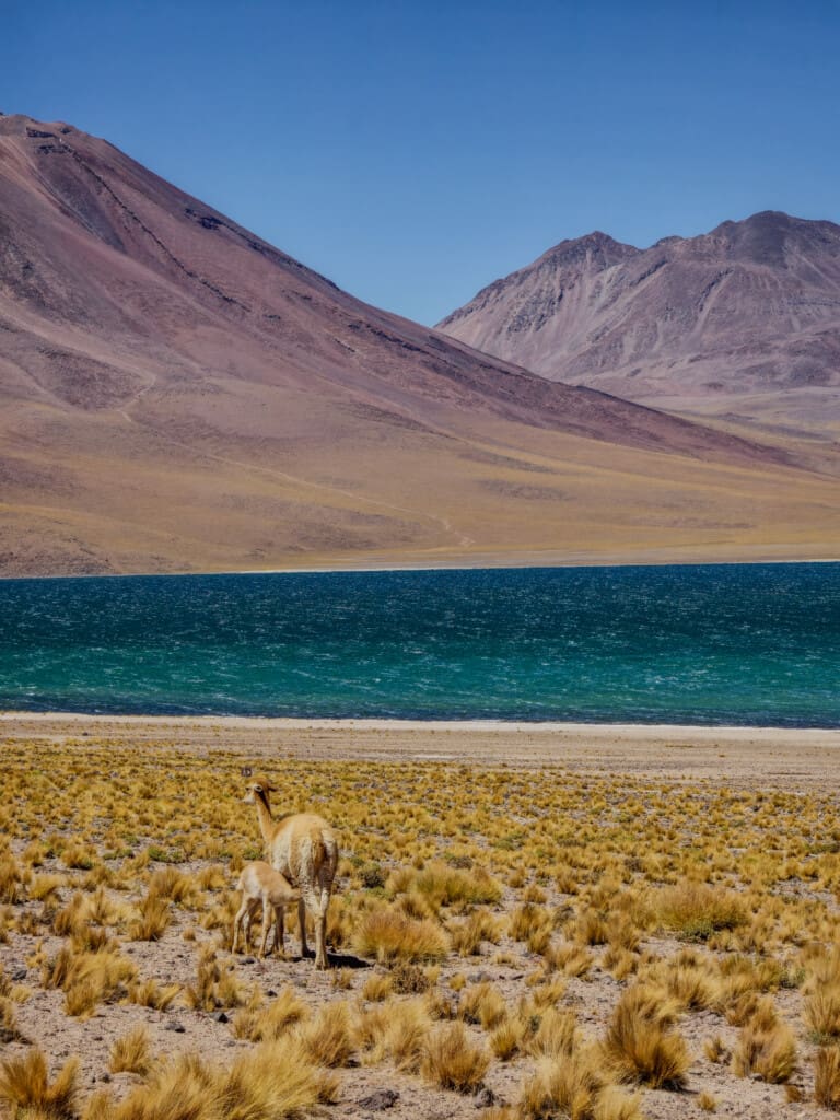 Lagunas Miscanti i Miñiques – surowe piękno Chile