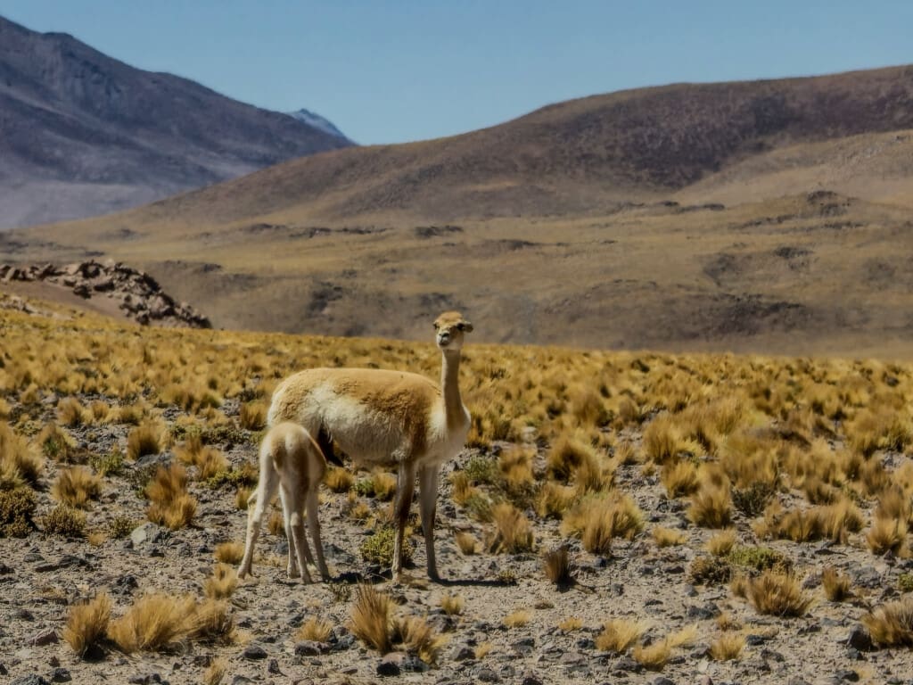 Lagunas Miscanti i Miñiques – surowe piękno Chile
