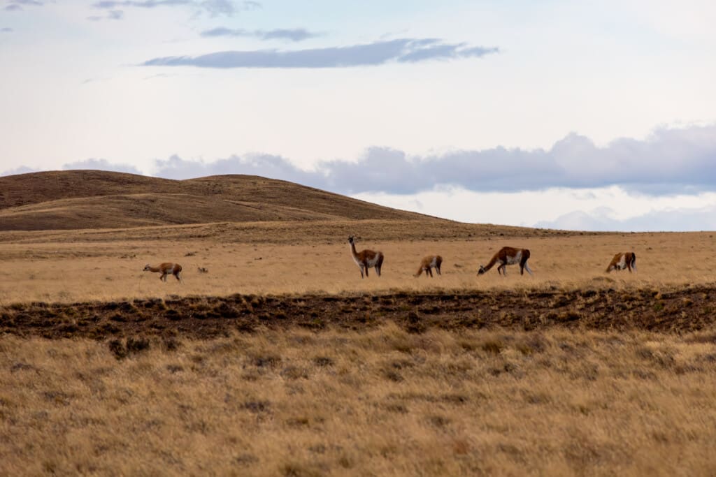 Droga do Puerto Natales – wiatr, strusie i Patagoński klimat