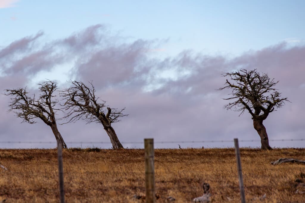 Droga do Puerto Natales – wiatr, strusie i Patagoński klimat