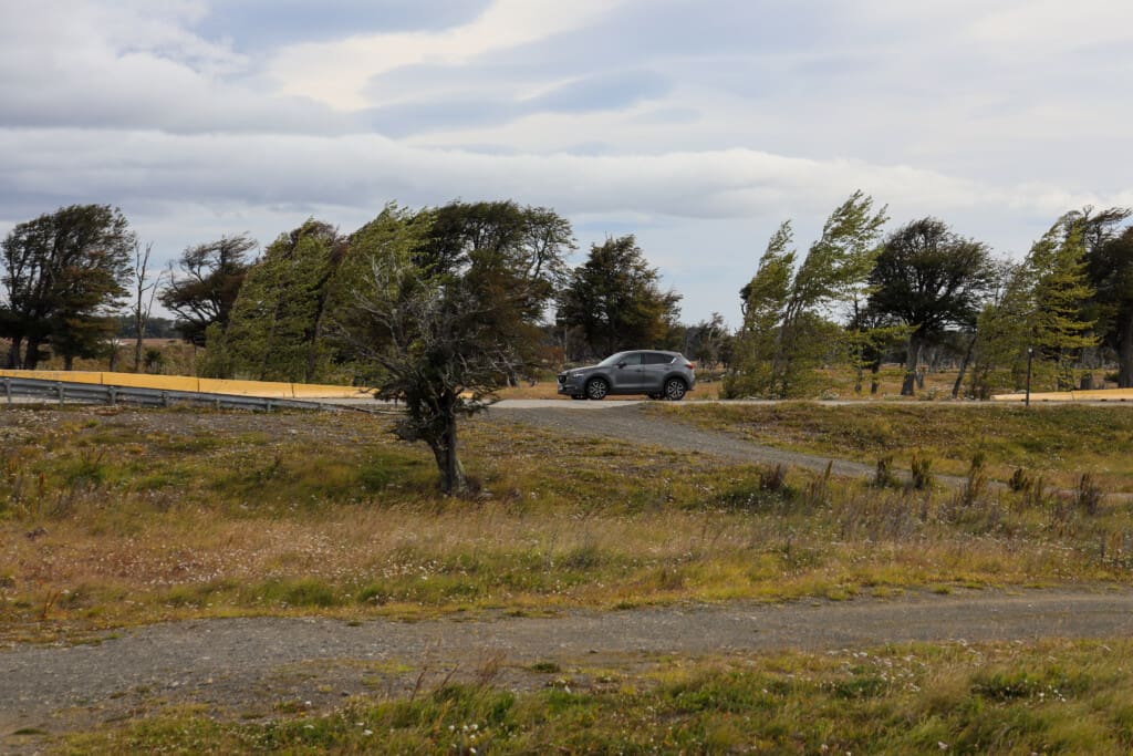 Droga do Puerto Natales – wiatr, strusie i Patagoński klimat